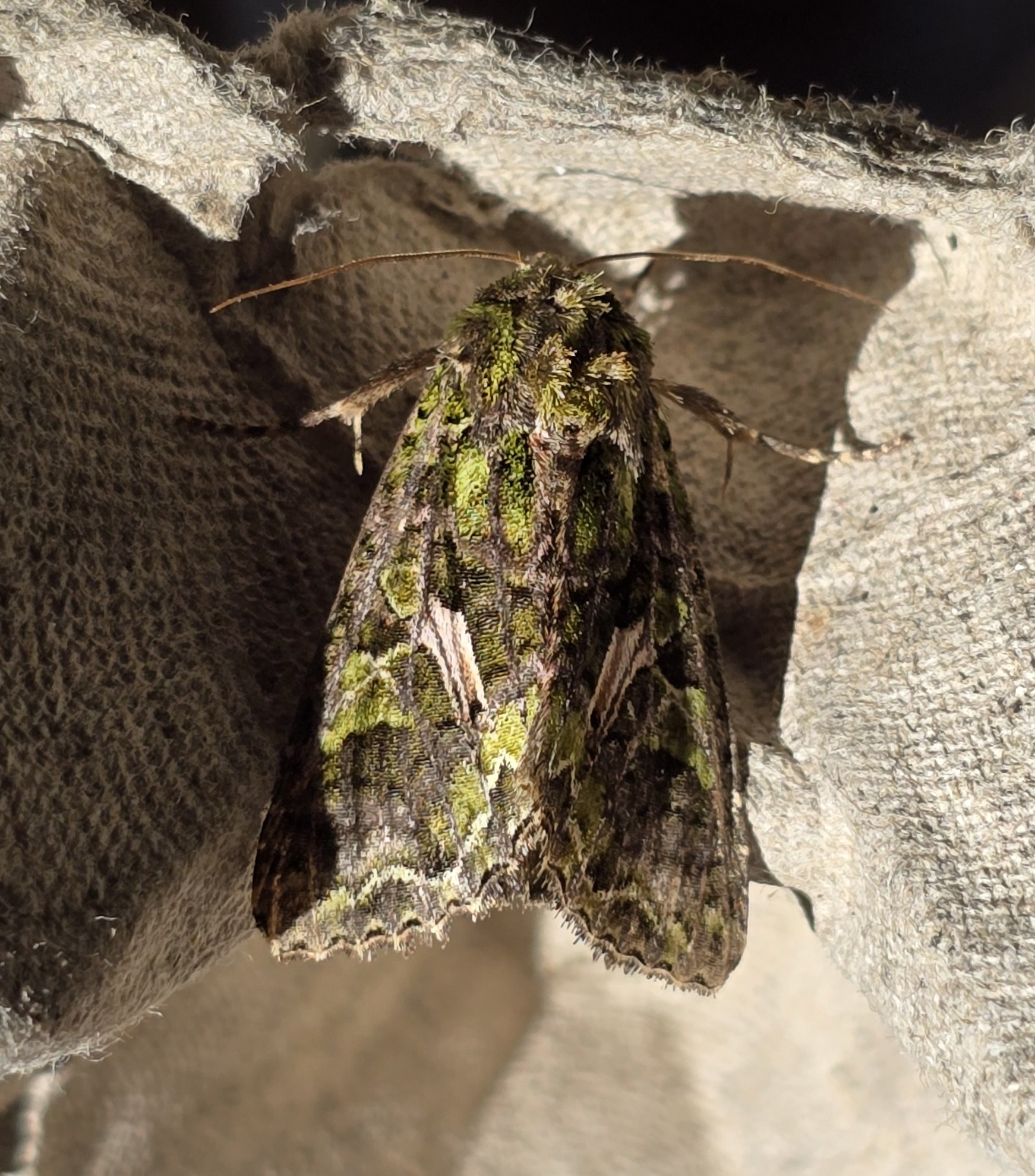 Photo of Orache Moth (Trachea atriplicis)